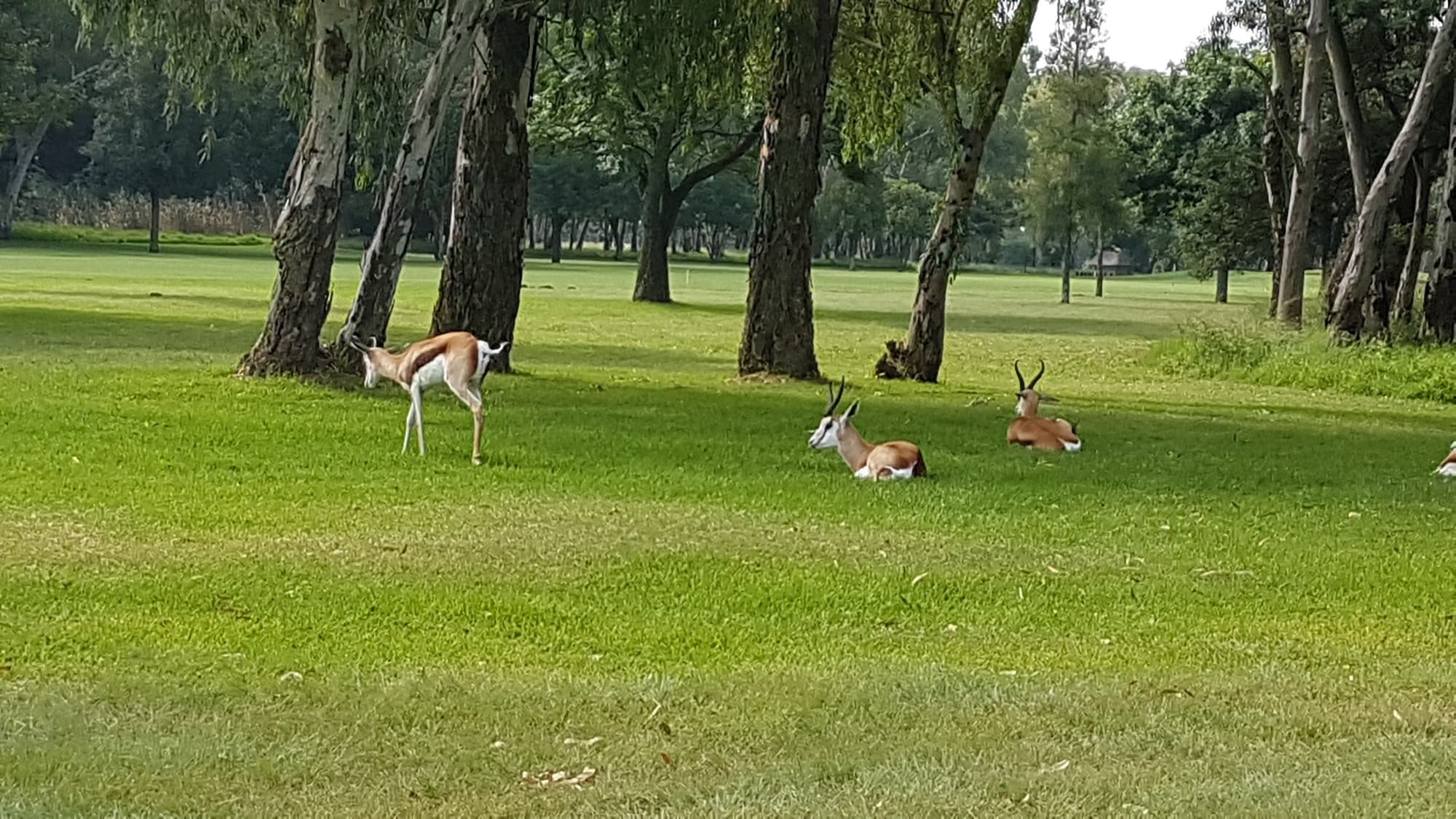 Benoni Country Club