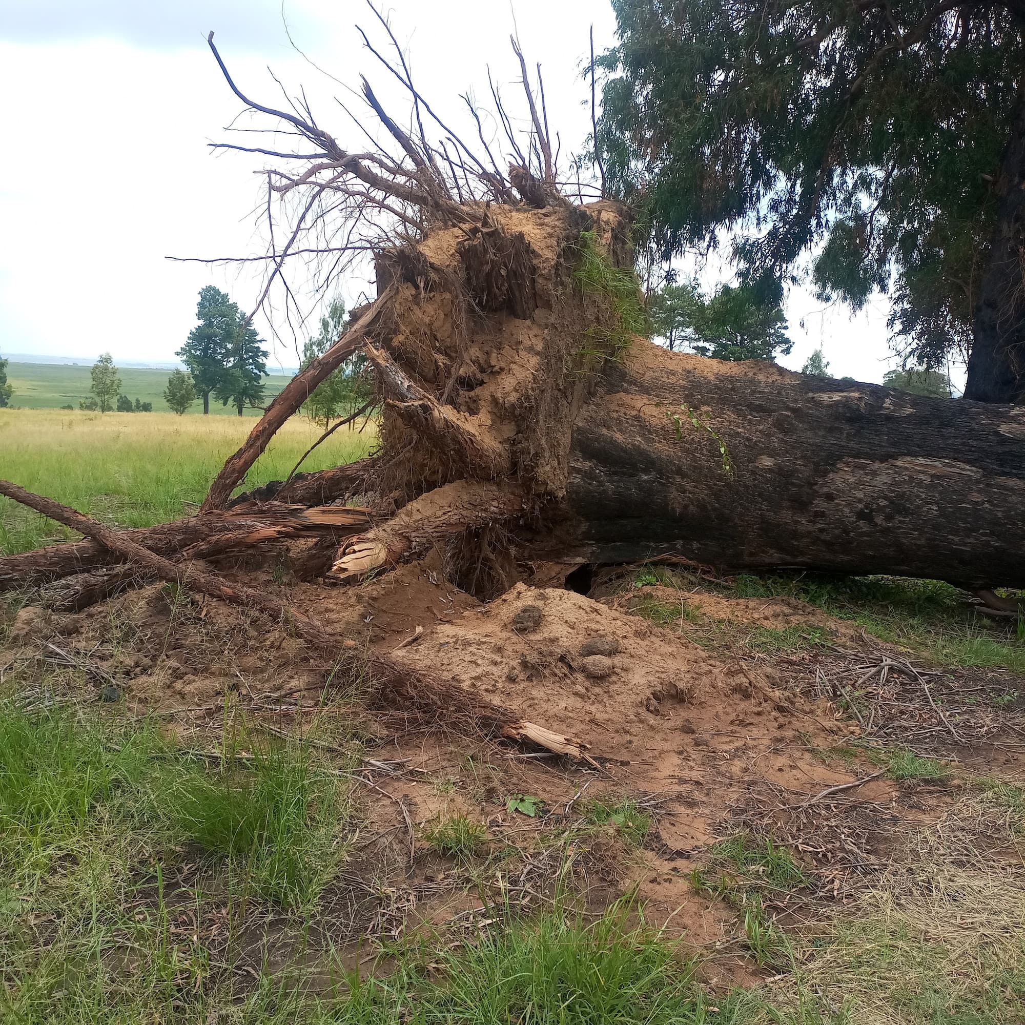 Carolina Golf Club