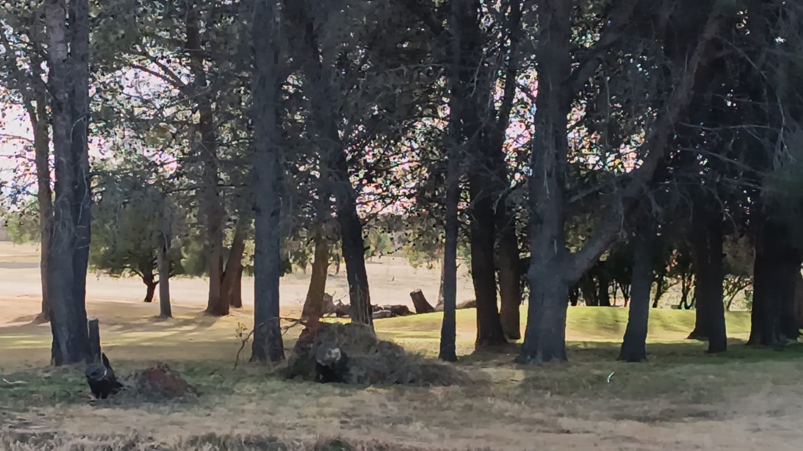 Koffiefontein Golf Club