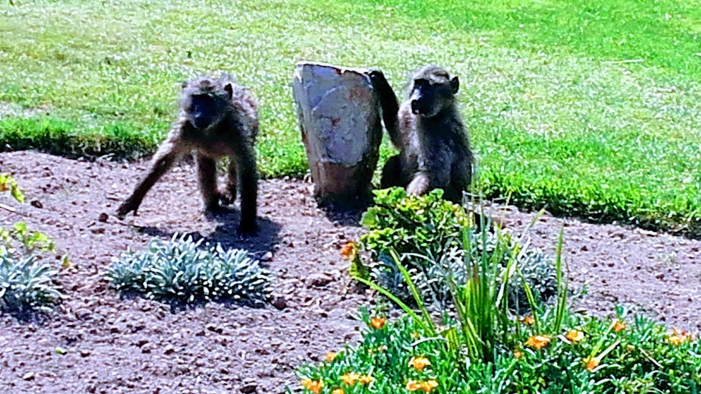 Plettenberg Bay Country Club 2