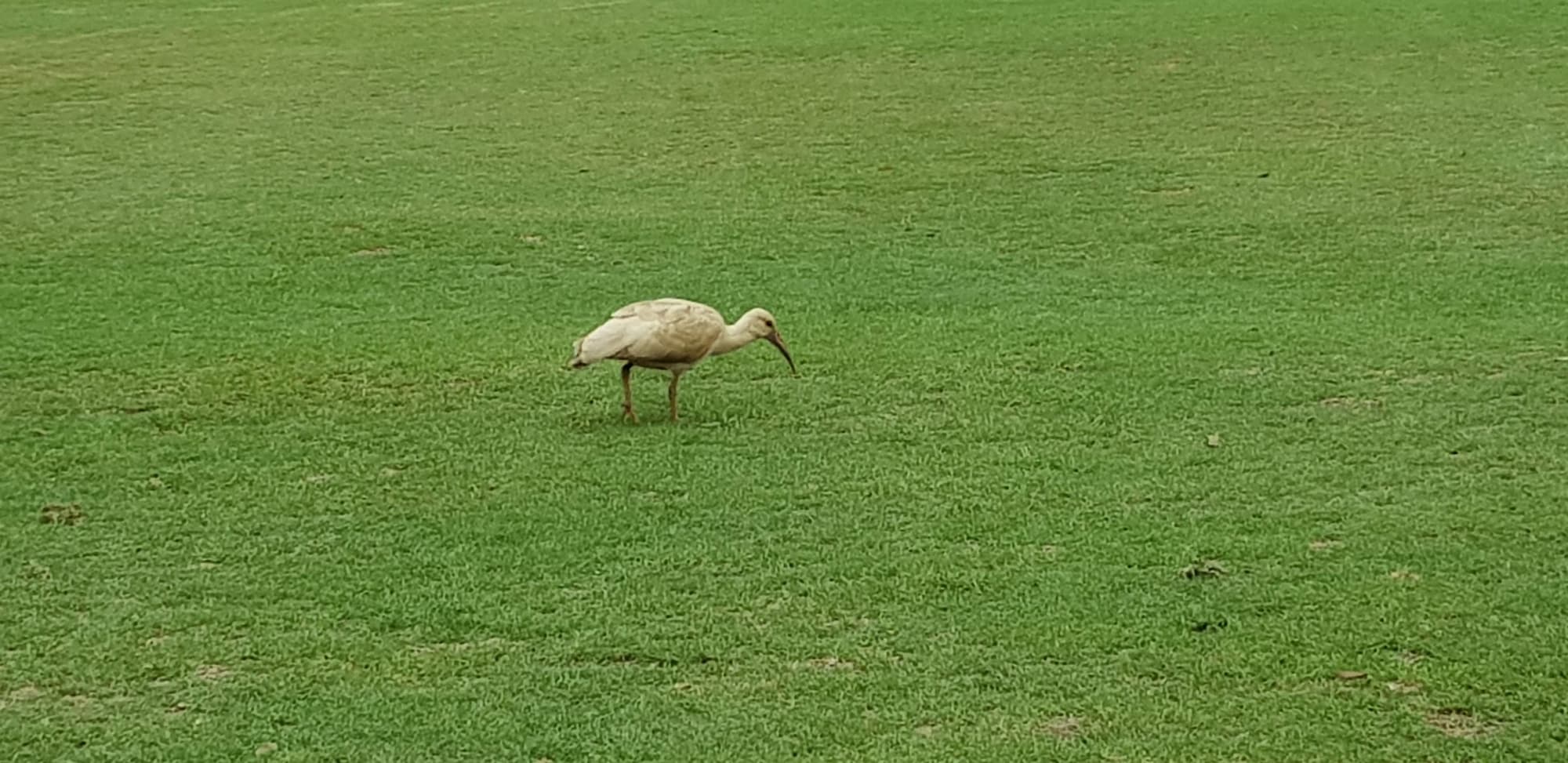 Port Elizabeth Golf Club